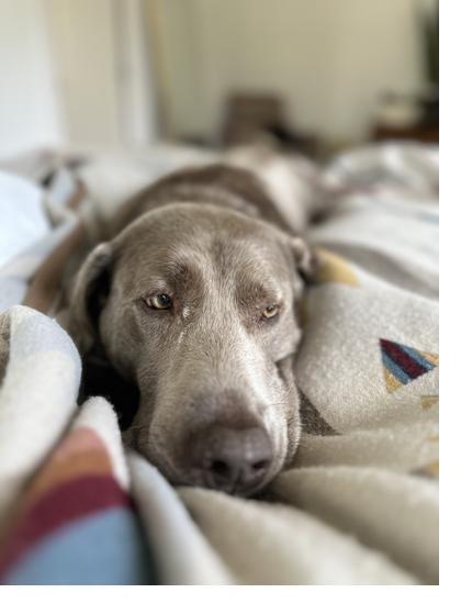 Cogua resting on a blanket, the dog Cogua Inc. was built to keep healthy longer