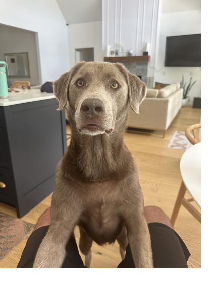 Cogua, the silver Labrador whose records were the first data the methodology was calibrated against