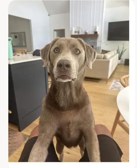Cogua, the real silver Labrador this company is named after