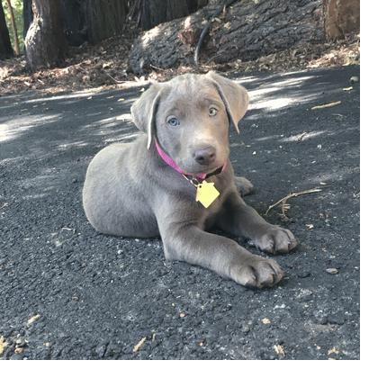 Cogua, the silver Labrador this company is named after, as a tiny puppy