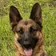 Scout, the German Shepherd in the sample report